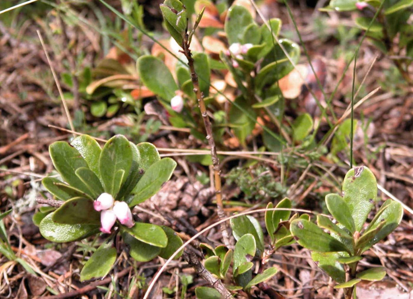 Bearberry plant